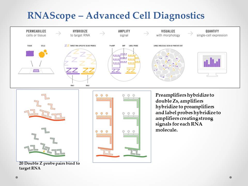 RNAScope-Advanced Cell Diagnostics graph