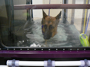 Dasani in underwater treadmill