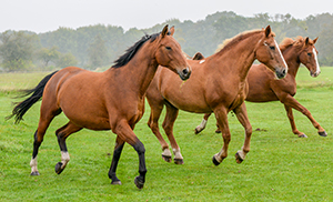 horses