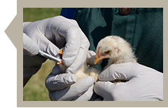 avian influenza testing
