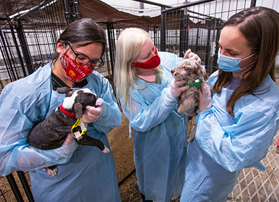ARL rescued puppies with veterinary students
