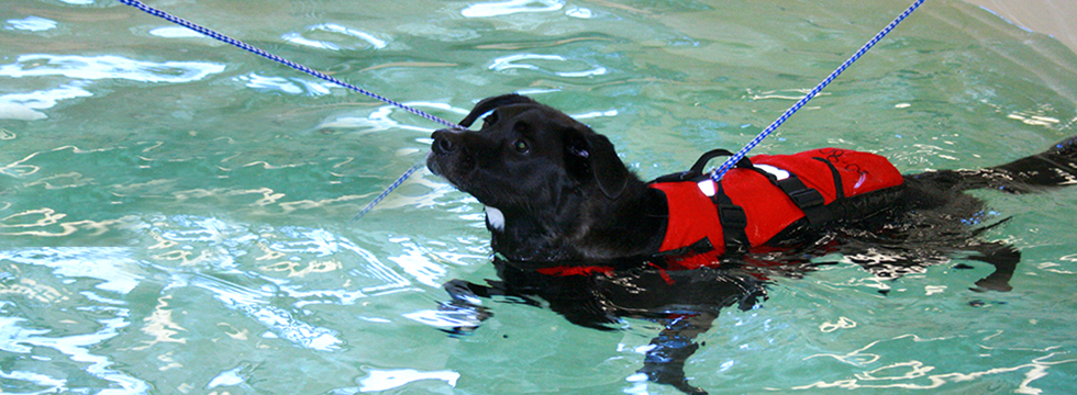 water rehab for dogs