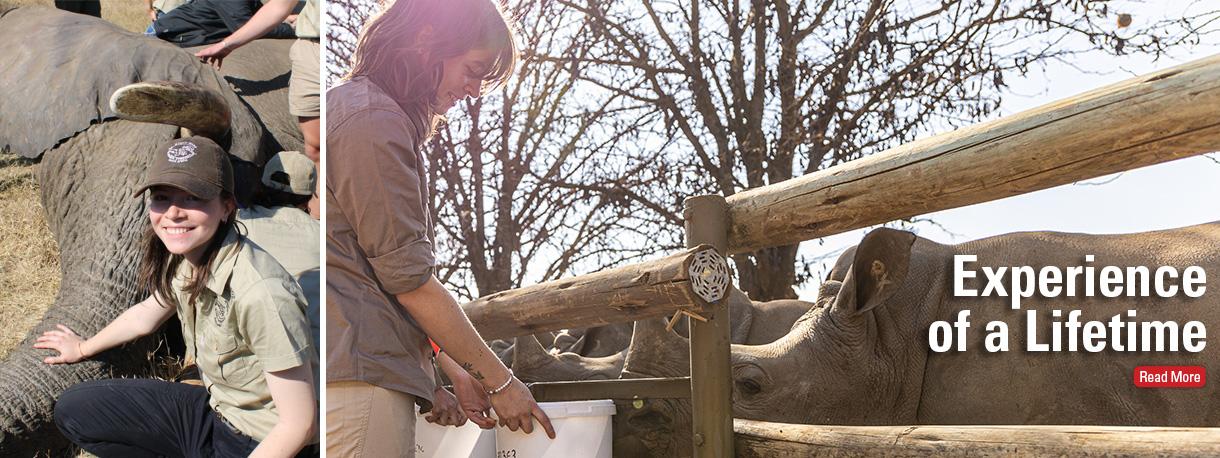 Leo Viollet working with elephant and feeding rhinos