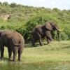 Uganda elephants