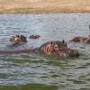 Uganda hippos