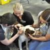 Veterinary students examining puppy