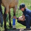 Veterinary student bandaging horse leg
