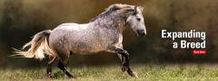 Archer the stallion trotting in a pasture