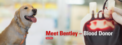 Bentley the dog - blood donor