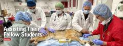 Veterinary students preparing dog for surgery