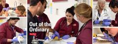 Veterinary students examining exotic animals photo collage