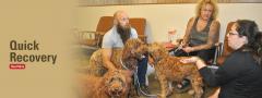 dogs with owners and clinician in waiting room