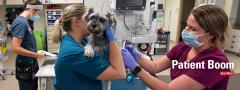 Dog exam in ICU