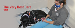 Ruthie the dog receiving care from student