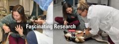 Sarah Gainer examining canine