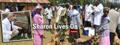 Canine rabies vaccination in Kenya