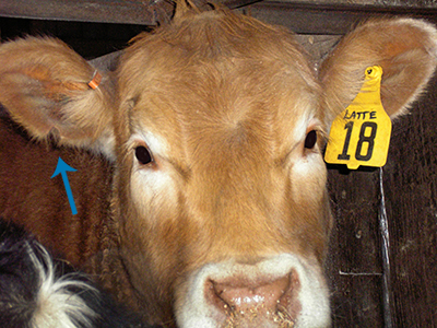 Cattle ear tags for early disease detection