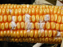 Mycotoxin corn #1