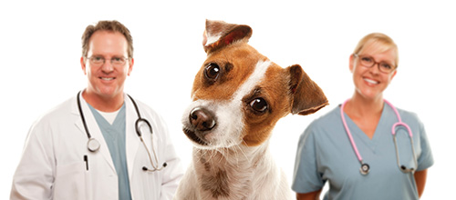 dog listening with clinicians in background