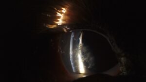 Close up of dog's eye with fiber glass shards in it