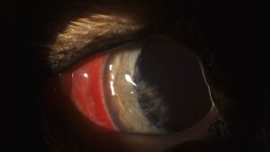 Close up of dog's eye with fiber glass shards in it