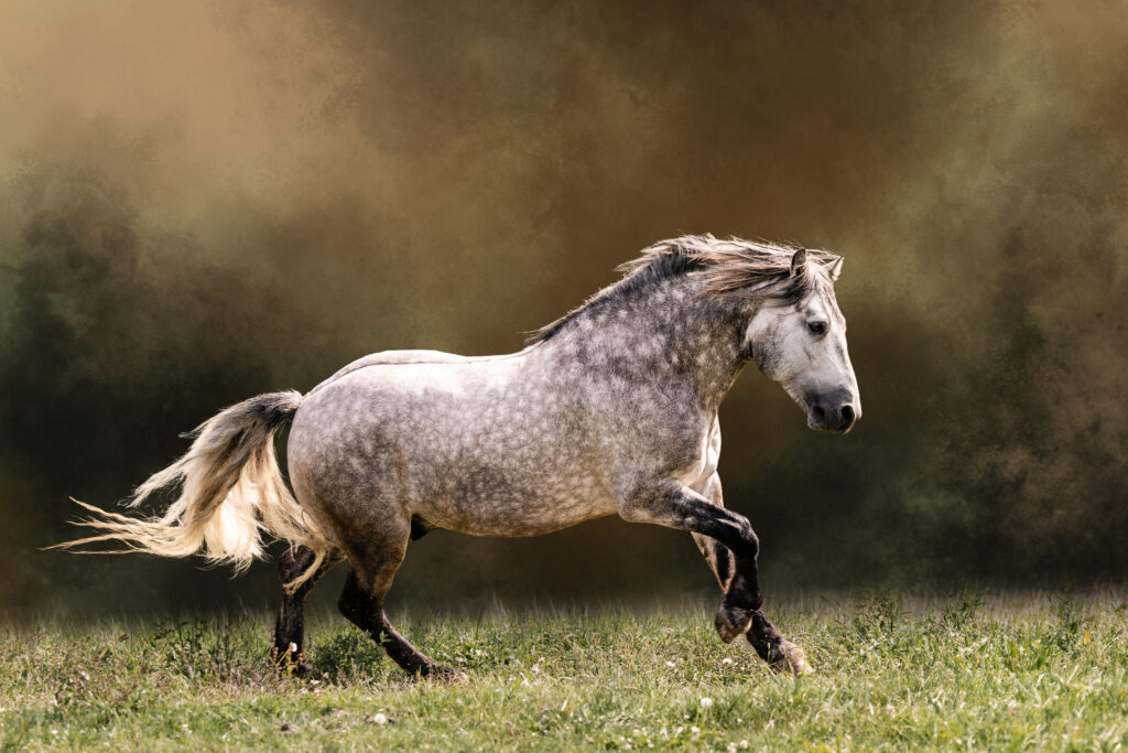 Archer - a horse galloping in pasture