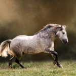 Archer - a horse galloping in pasture