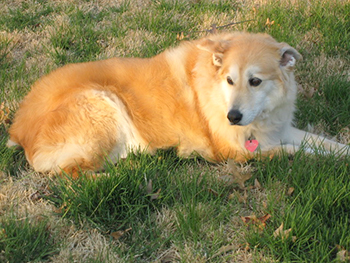 Aspen laying in grass