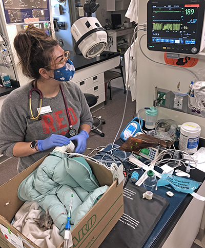 ICU technician treating kitten