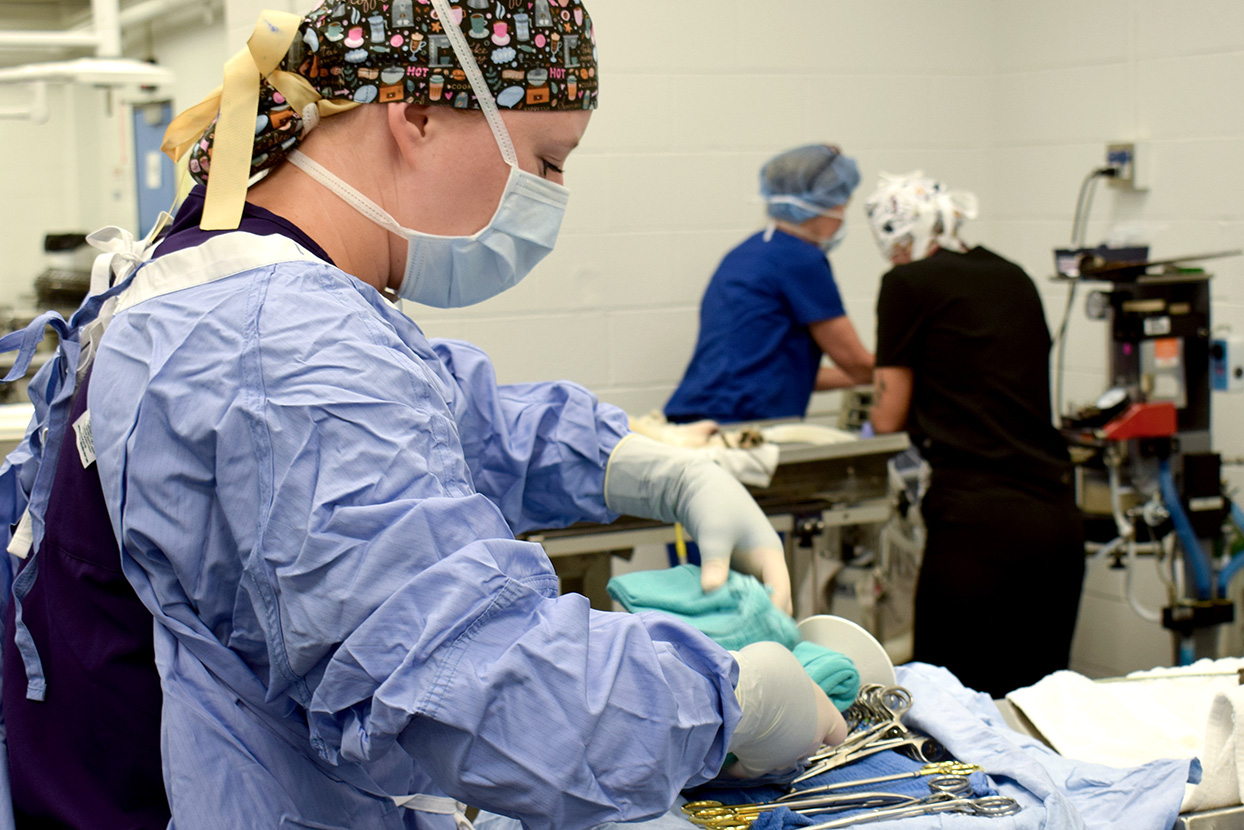 veterinary student preparing for surgery