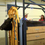 cow in chute