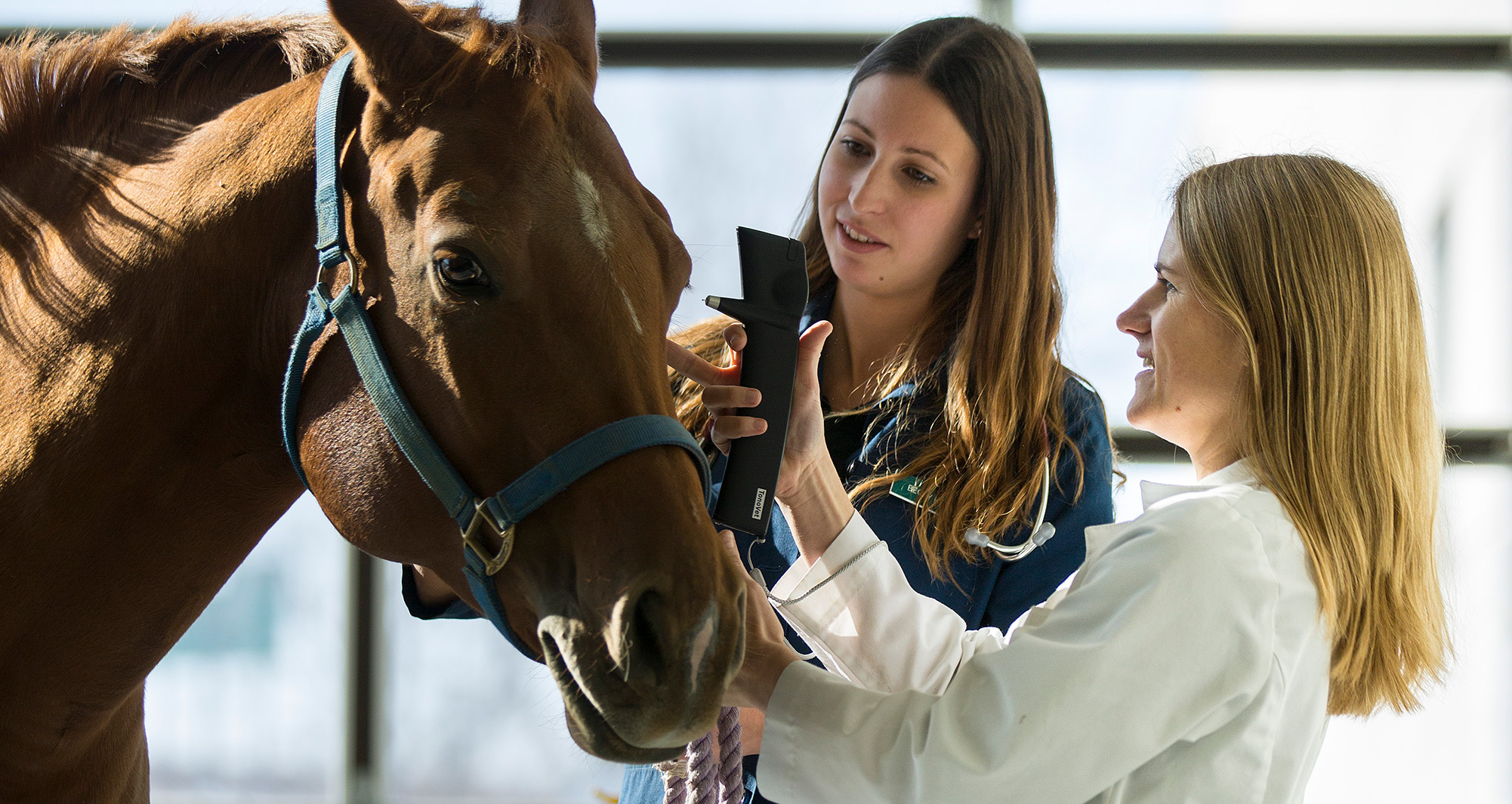 Dr. Allbaugh and veterinary student performing a horse eye exam.