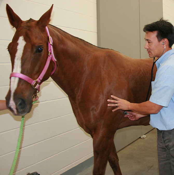 Dr. Wong listening to horse with stethoscope