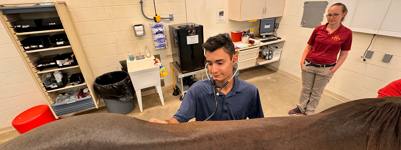 veterinary student listening to horse with stethoscope