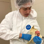 Callie Fay examining chicken