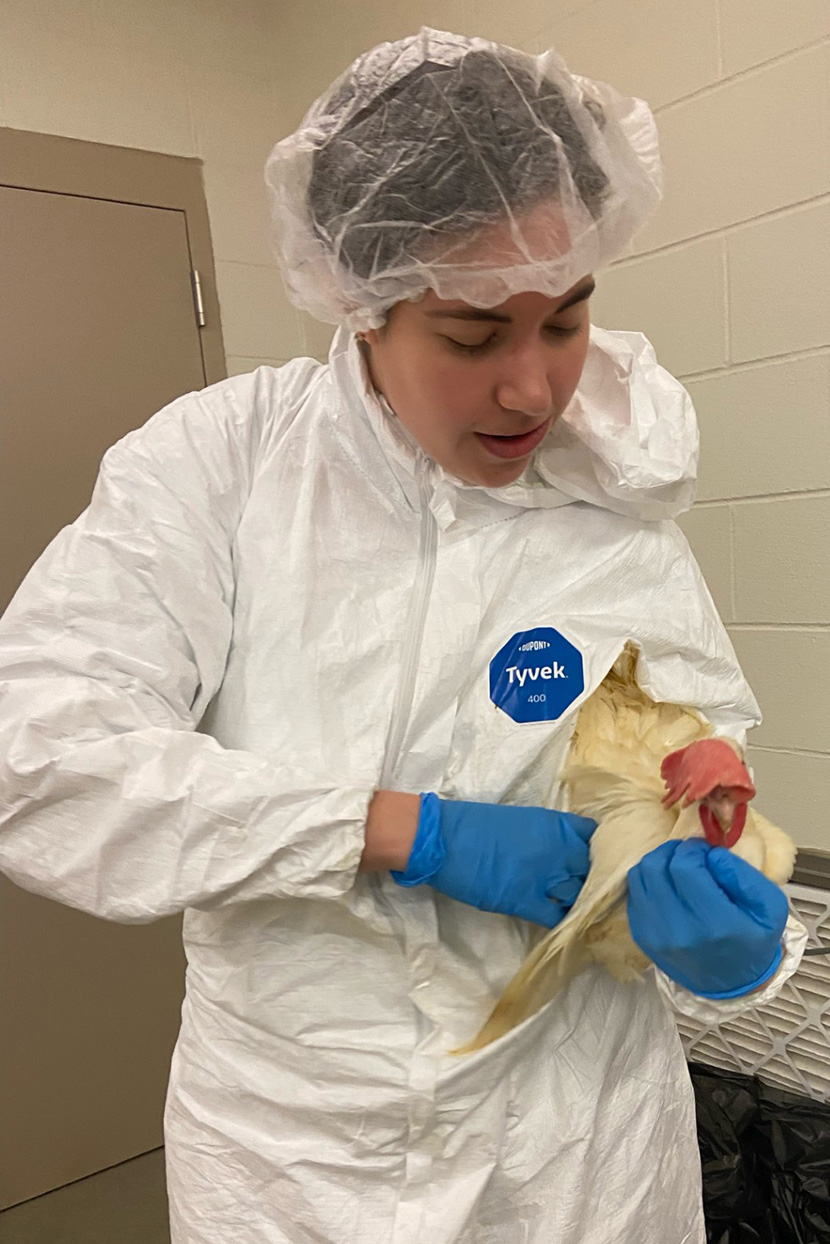 Callie Fay examining chicken