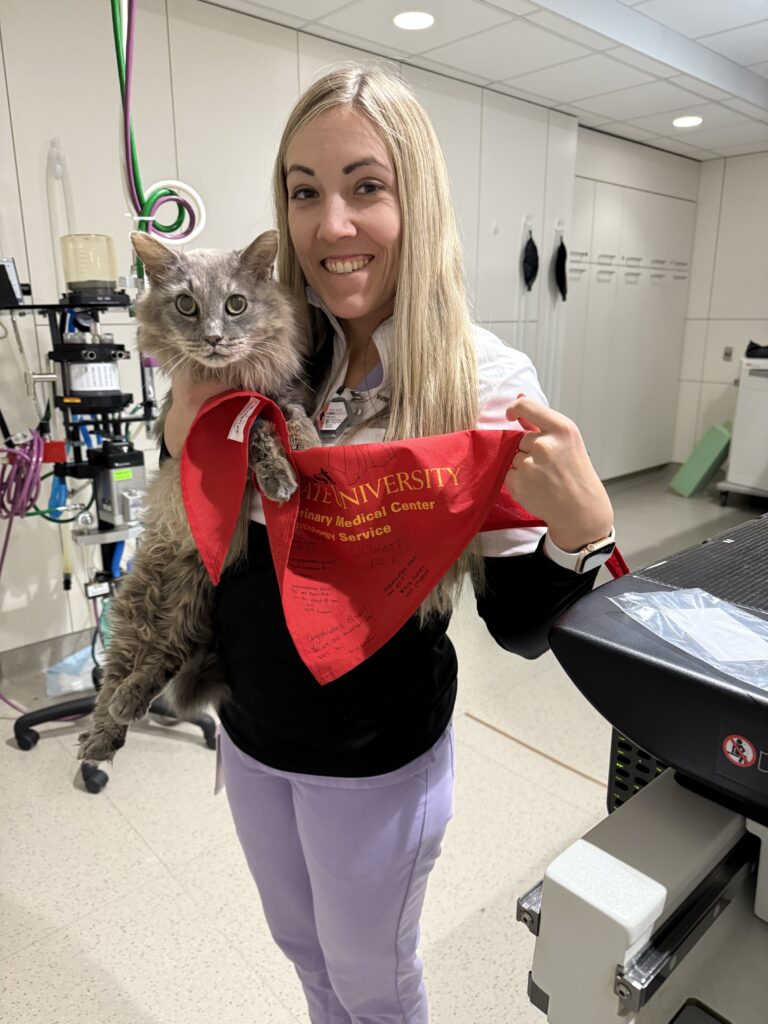 Cat with veterinarian in cancer treatment facility