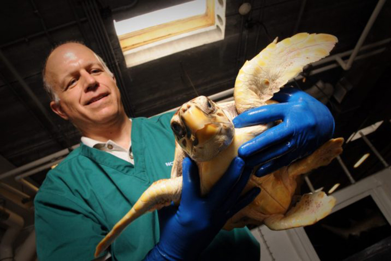 Dr. Craig Harms holding a sea turtle