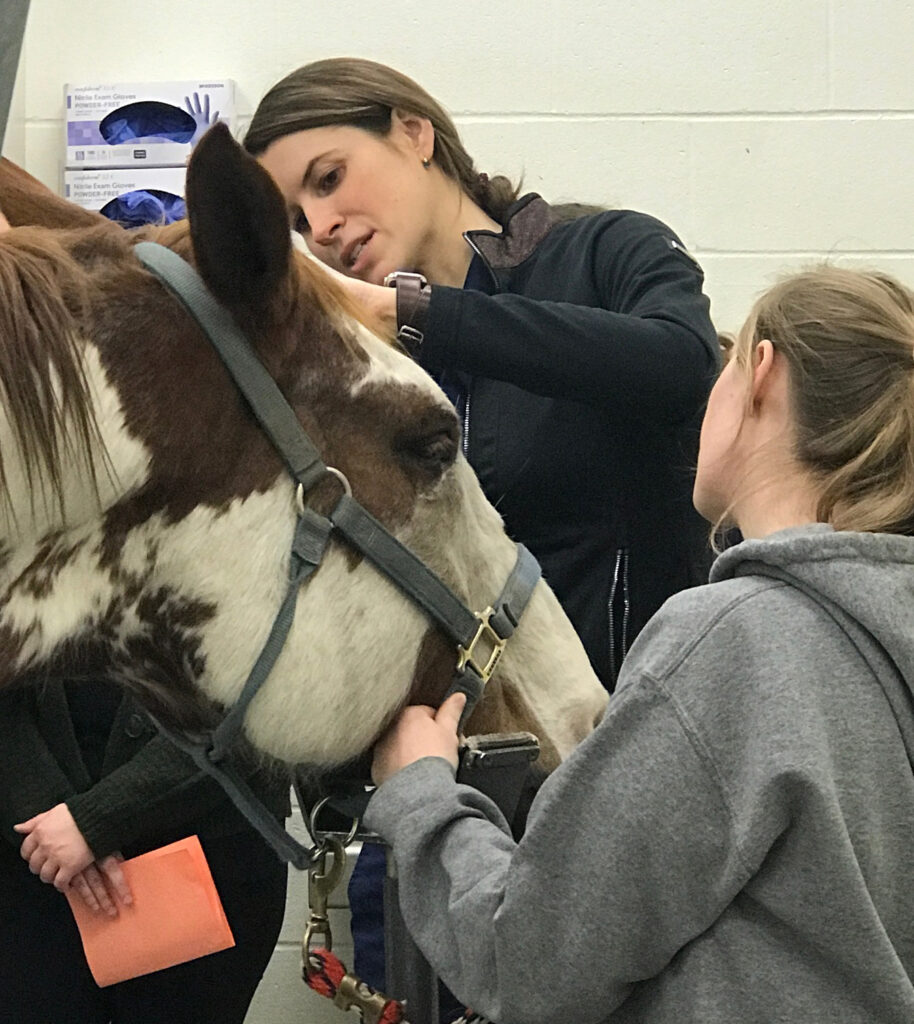 Firecracker the horse being examined by veterinarian