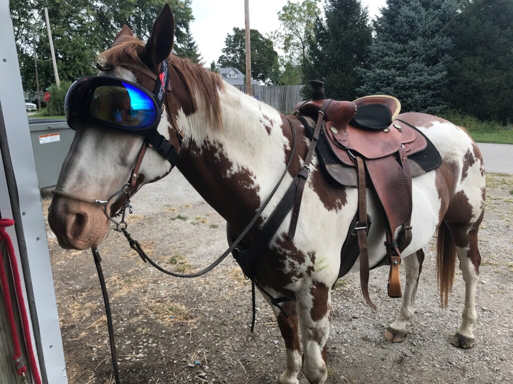 Firecracker the horse with goggles