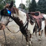 Firecracker the horse with goggles