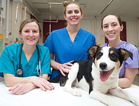 junior surgery patient and students