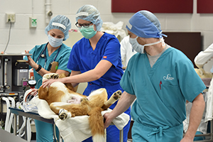 junior surgery patient and students