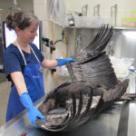 Dr. Rebecca Kagan examining bird