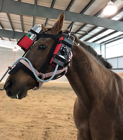 horse wearing medical equipment