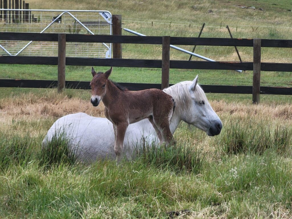 Foal with horse in pasture