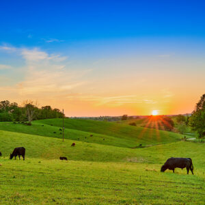 cows grazing in a pasture