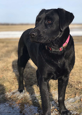 Rylee the dog