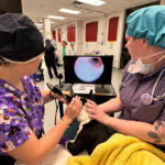 Veterinary students examining a dog's ears with a video otoscope.