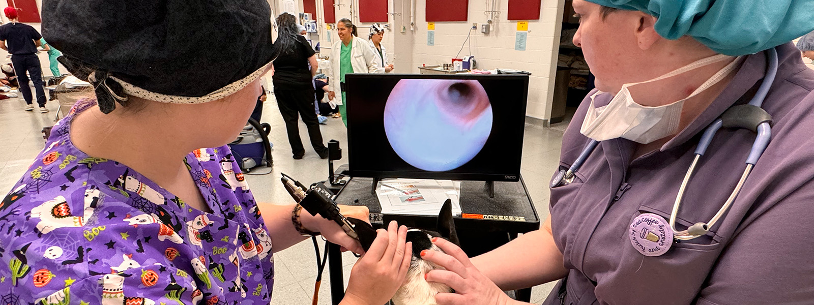 veterinary students using video otoscope on dog